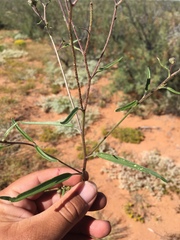 Palafoxia sphacelata