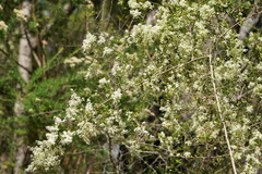 Bursaria spinosa spinosa