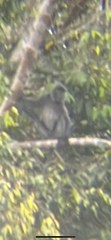 Trachypithecus cristatus