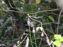 Tirumala limniace limniace