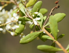 Bursaria spinosa spinosa