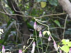 Tirumala limniace limniace