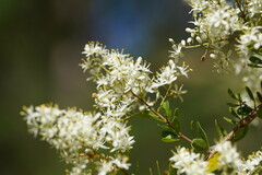 Bursaria spinosa spinosa