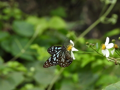 Tirumala limniace limniace
