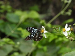Tirumala limniace limniace