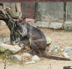 Notamacropus rufogriseus