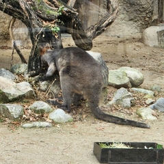 Notamacropus rufogriseus