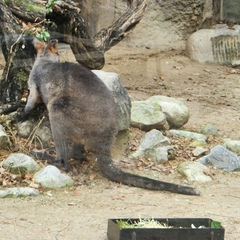 Notamacropus rufogriseus