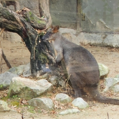 Notamacropus rufogriseus