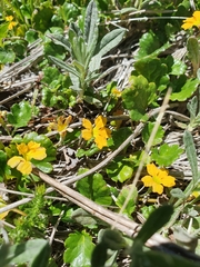 Goodenia hederacea alpestris