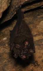 Rhinolophus