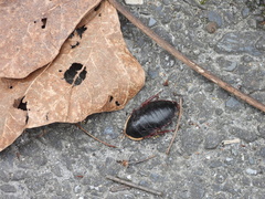 Opisthoplatia orientalis