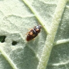 Carpophilus hemipterus