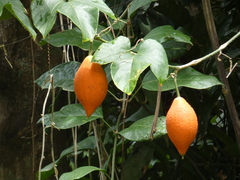 Momordica cochinchinensis