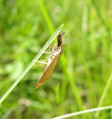 Polypogon tentacularia