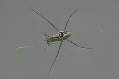 Limnogonus