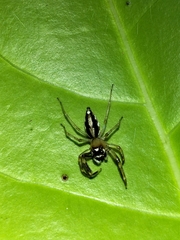 Tauala lepidus