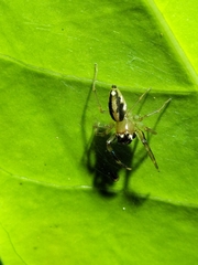 Tauala lepidus