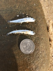 Engraulis australis
