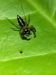 Tauala lepidus