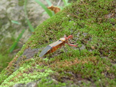 Pseudophonoctonus formosus