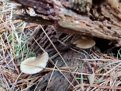 Omphalotus nidiformis
