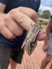 Abantiades labyrinthicus