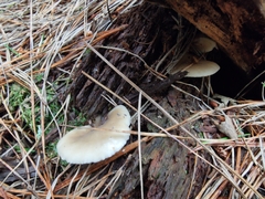 Omphalotus nidiformis