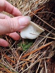 Omphalotus nidiformis