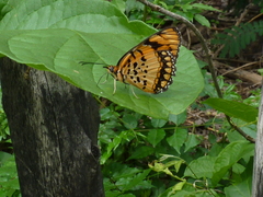 Byblia anvatara