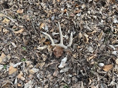 Odocoileus virginianus texanus