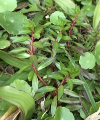 Ludwigia arcuata