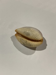 Staphylaea staphylaea