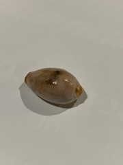 Staphylaea staphylaea