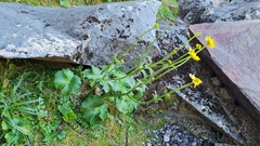 Ranunculus insignis