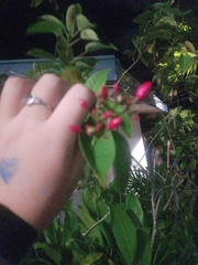 Jatropha integerrima