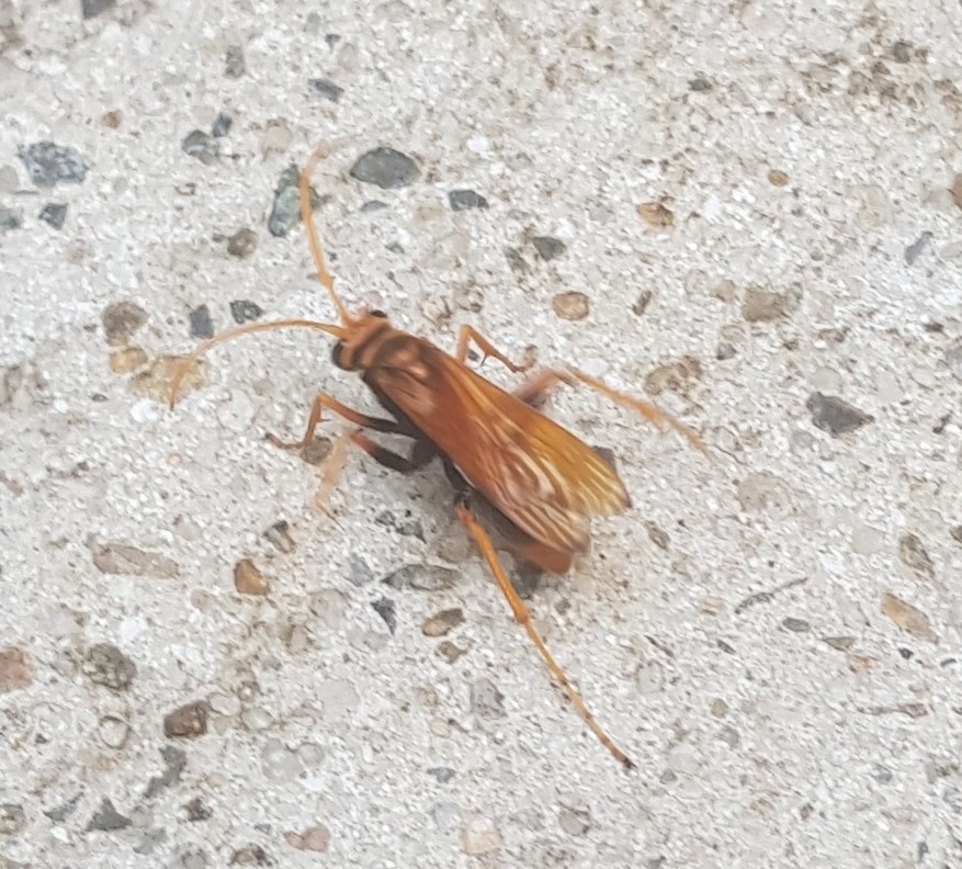 Heterodontonyx commixtus