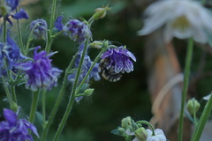 Bombus veteranus