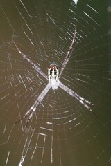 Argiope dang