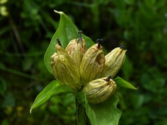Gentiana punctata