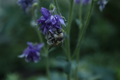 Bombus veteranus