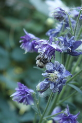 Bombus veteranus