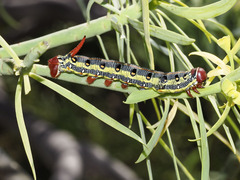 Hyles tithymali tithymali