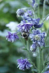 Bombus veteranus