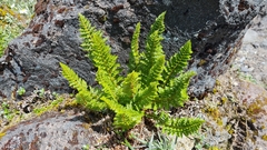 Polystichum cystostegium