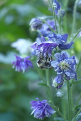 Bombus veteranus
