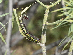 Hyles tithymali tithymali