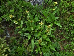 Gentiana punctata