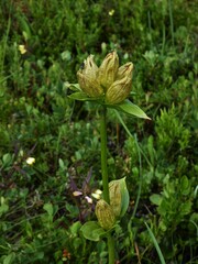 Gentiana punctata