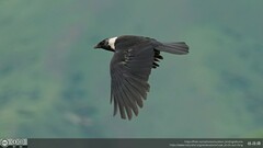 Corvus dauuricus